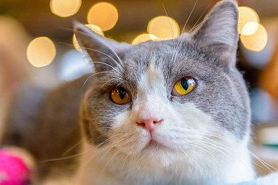 《CS：GO》新手玩家开出全蓝淬火爪子刀 价值至少15万美元